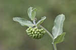 Green comet milkweed